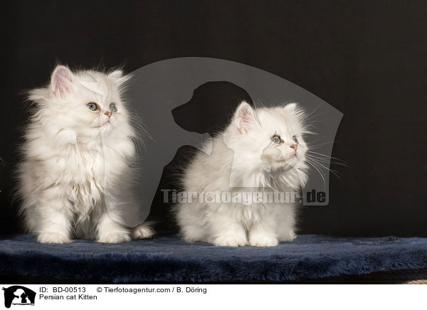 Persian cat Kitten / BD-00513
