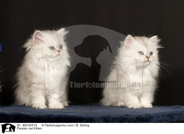 Perser Ktzchen / Persian cat Kitten / BD-00514