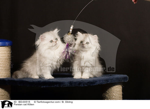 Perser Ktzchen / Persian cat Kitten / BD-00515