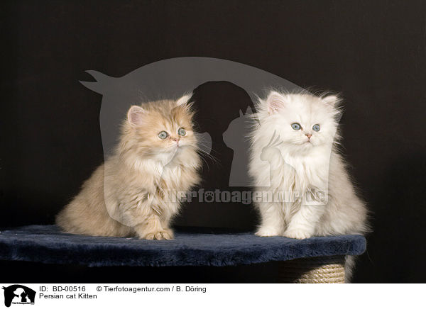 Perser Ktzchen / Persian cat Kitten / BD-00516