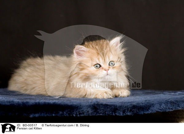 Perser Ktzchen / Persian cat Kitten / BD-00517