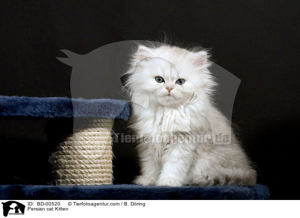 Persian cat Kitten / BD-00520
