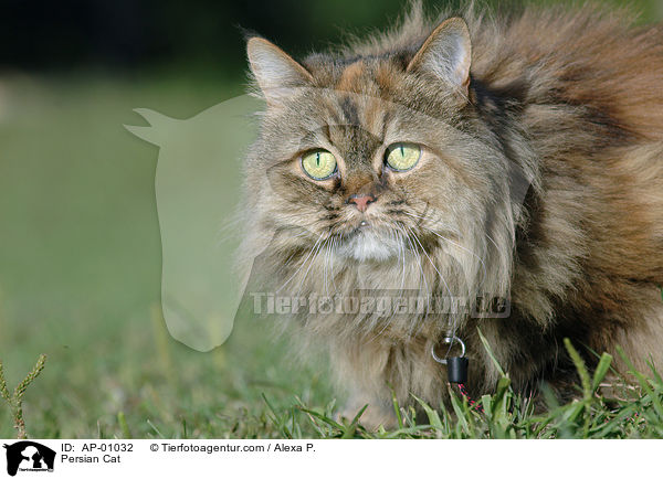 Persian Cat / AP-01032