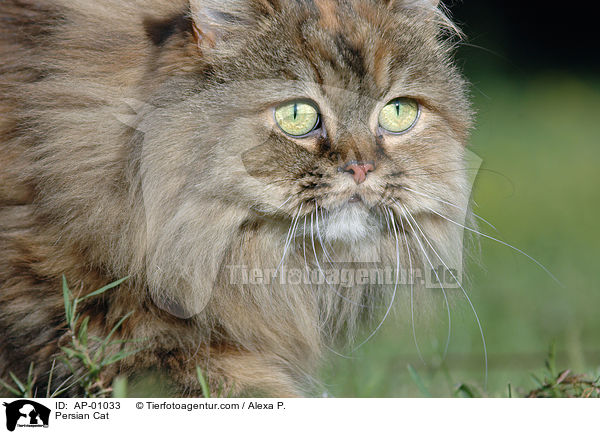 Persian Cat / AP-01033