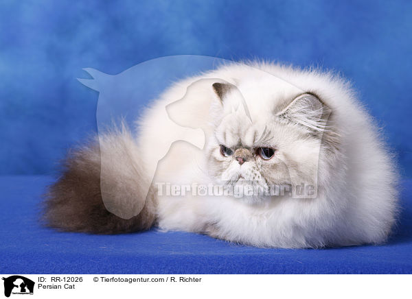 Persian Cat / RR-12026