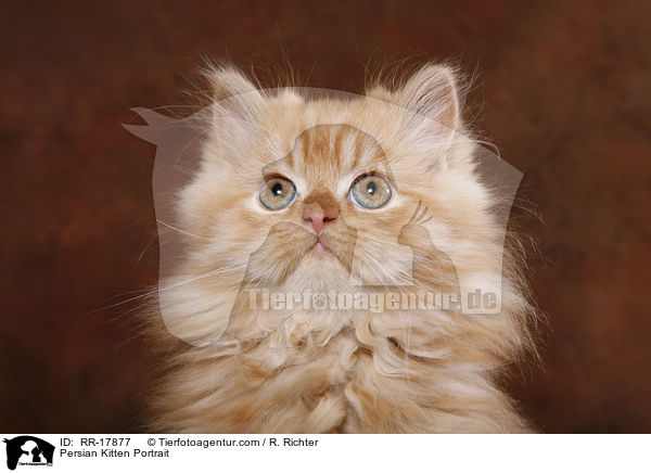 Persian Kitten Portrait / RR-17877