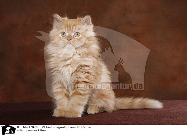 sitting persian kitten / RR-17878