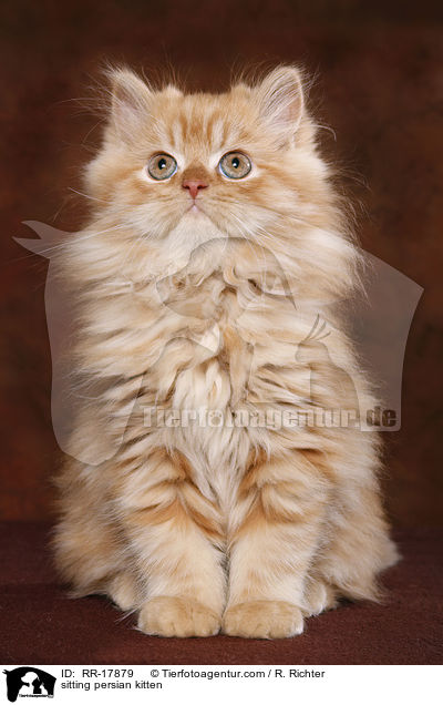 sitting persian kitten / RR-17879