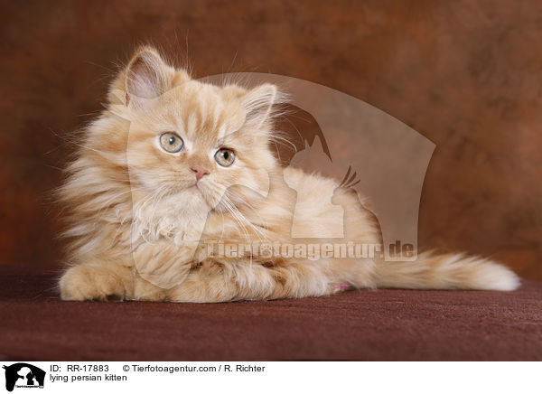 lying persian kitten / RR-17883