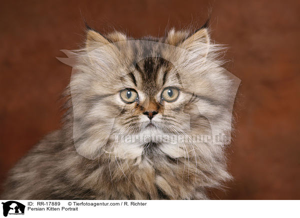 Persian Kitten Portrait / RR-17889