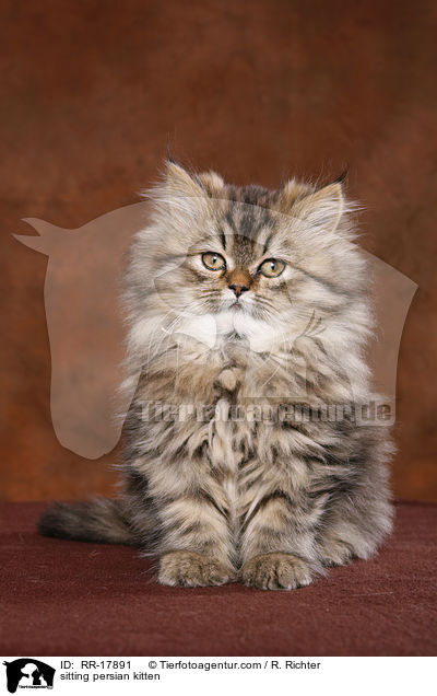 sitting persian kitten / RR-17891