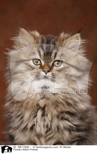 Persian Kitten Portrait / RR-17892