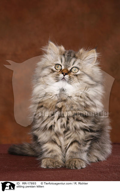 sitting persian kitten / RR-17893