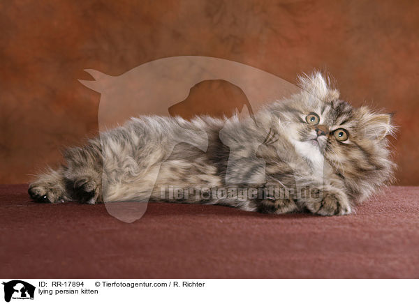 lying persian kitten / RR-17894