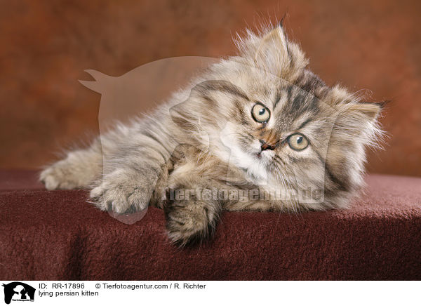 lying persian kitten / RR-17896