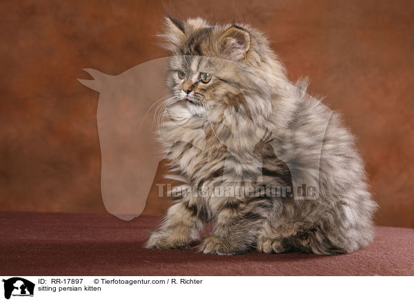 sitting persian kitten / RR-17897