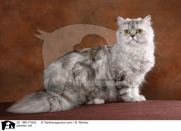 persian cat / RR-17902