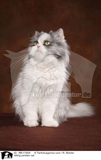 sitting persian cat / RR-17904