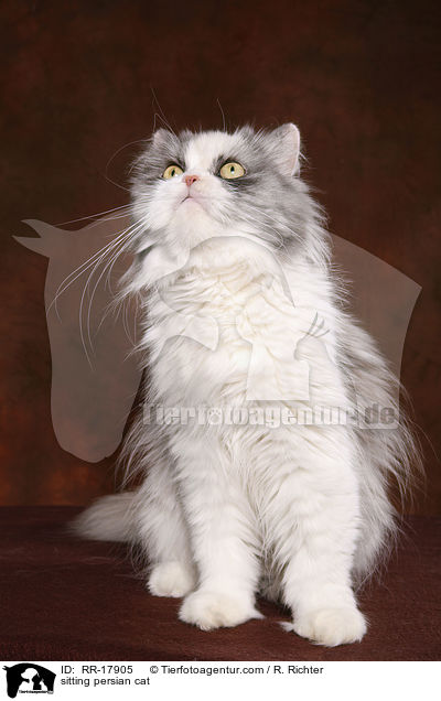 sitting persian cat / RR-17905