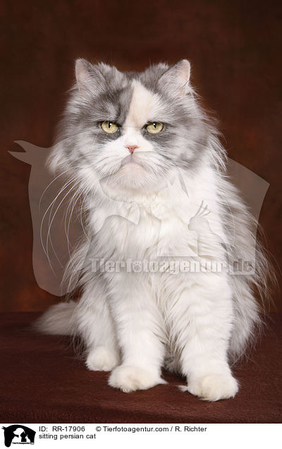 sitting persian cat / RR-17906