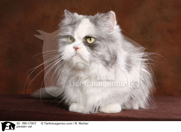 persian cat / RR-17907