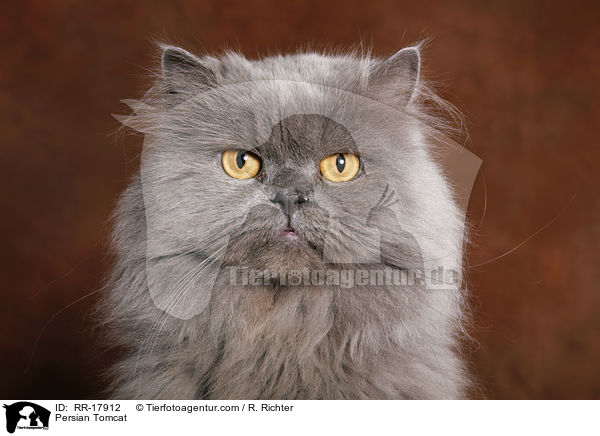 Persian Tomcat / RR-17912