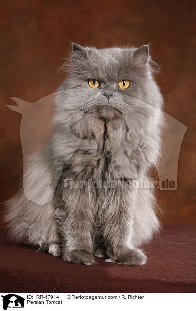 Persian Tomcat / RR-17914
