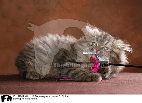 playing Persian Kitten / RR-17916