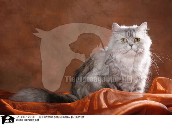 sitting persian cat / RR-17918