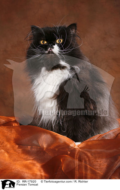 Persian Tomcat / RR-17920