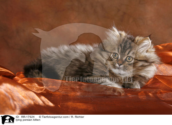 lying persian kitten / RR-17924