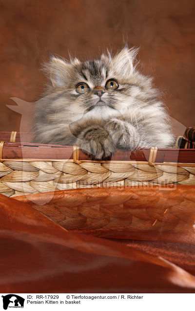 Persian Kitten in basket / RR-17929