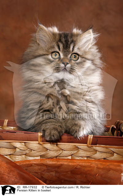 Persian Kitten in basket / RR-17932