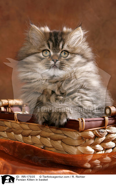 Persian Kitten in basket / RR-17935