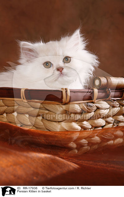 Persian Kitten in basket / RR-17936