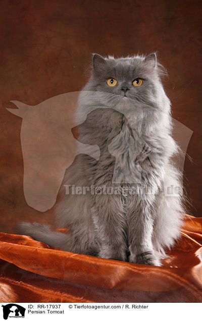 Persian Tomcat / RR-17937