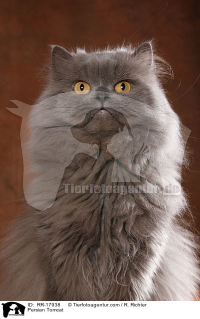 Persian Tomcat / RR-17938