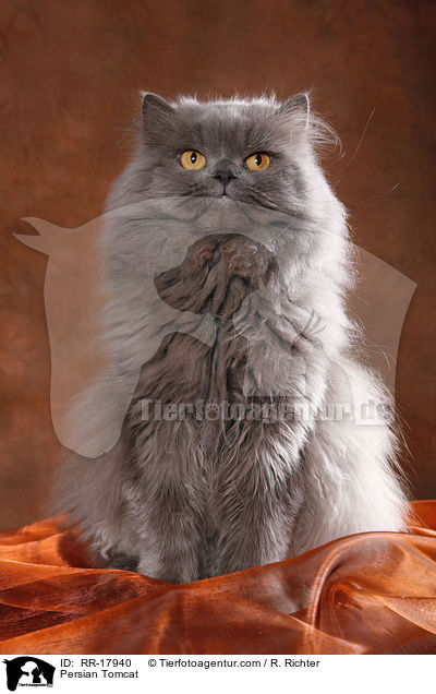 Persian Tomcat / RR-17940