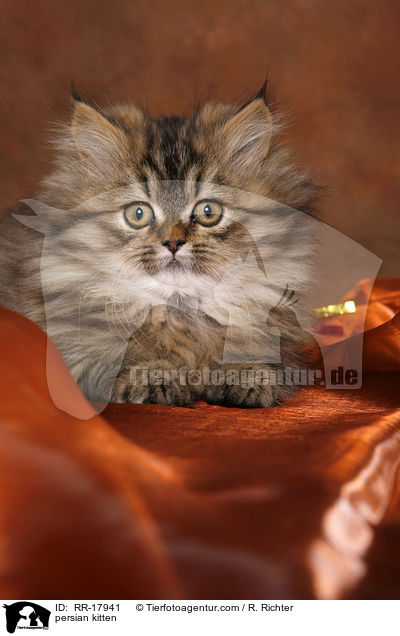 persian kitten / RR-17941