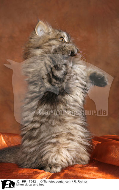 kitten sit up and beg / RR-17942