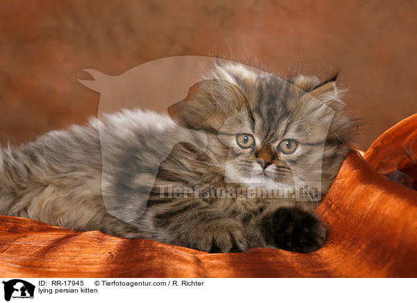lying persian kitten / RR-17945