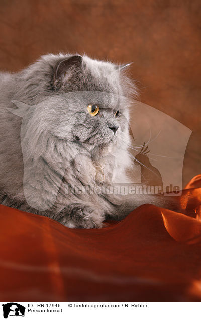 Persian tomcat / RR-17946