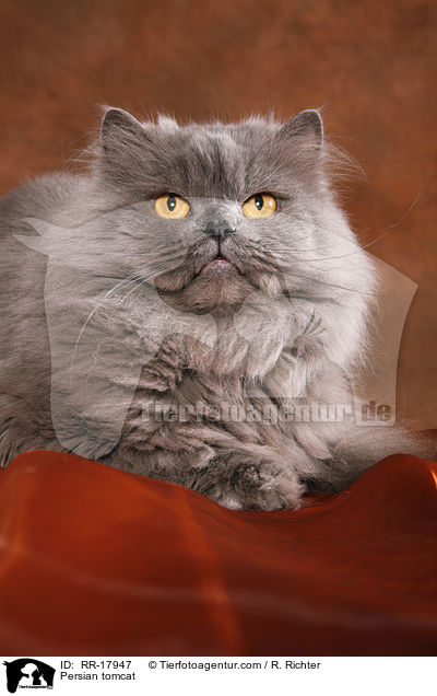 Persian tomcat / RR-17947