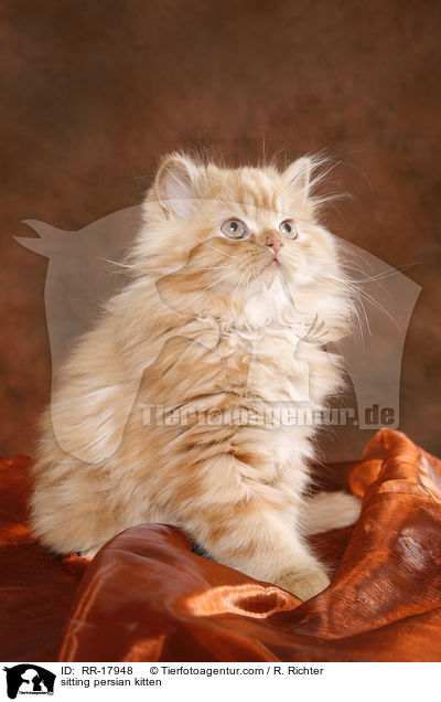 sitting persian kitten / RR-17948