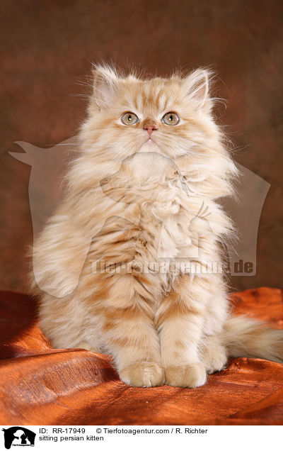 sitting persian kitten / RR-17949
