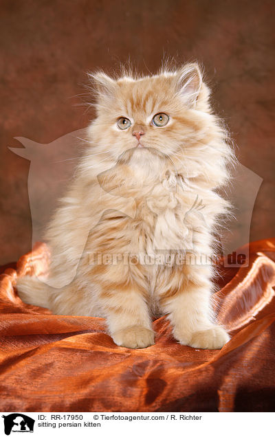 sitting persian kitten / RR-17950