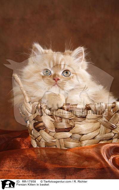 Persian Kitten in basket / RR-17958