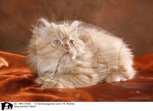 lying persian kitten / RR-17959