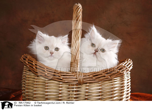 Persian Kitten in basket / RR-17962