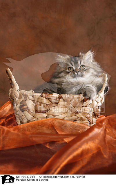 Persian Kitten in basket / RR-17964